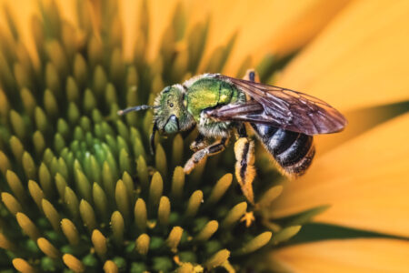 A bicolored metallic green sweat bee (Agapostemon virescens) on a yellow echinacea cone flower.